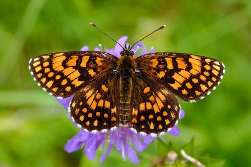 Melitaea athalia